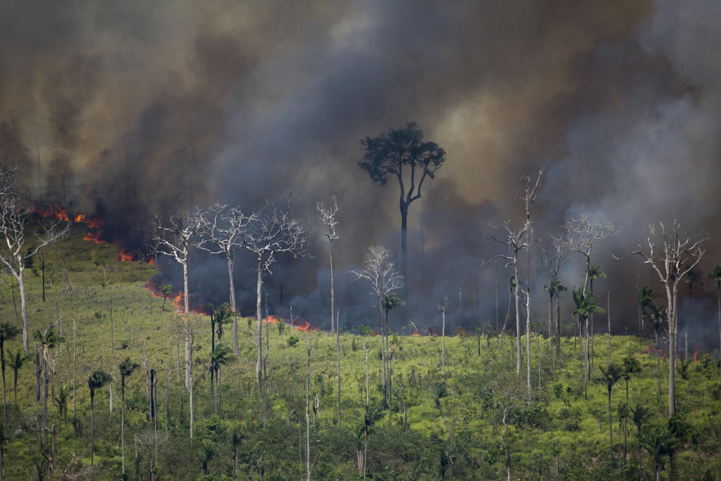 Inside Brazil’s slaughterhouse: The Amazon Rainforest