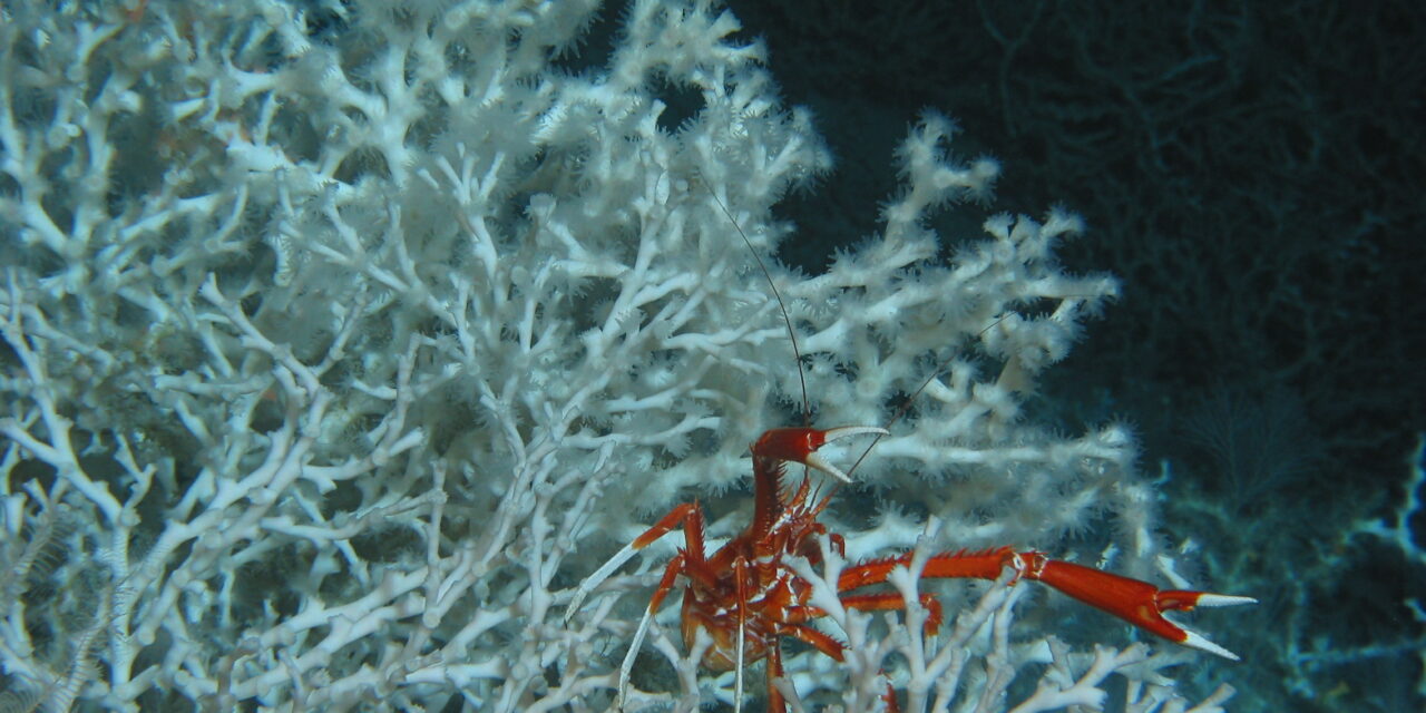 Compass inconsistencies – damage to marine life in the Gulf of Mexico difficult to pinpoint